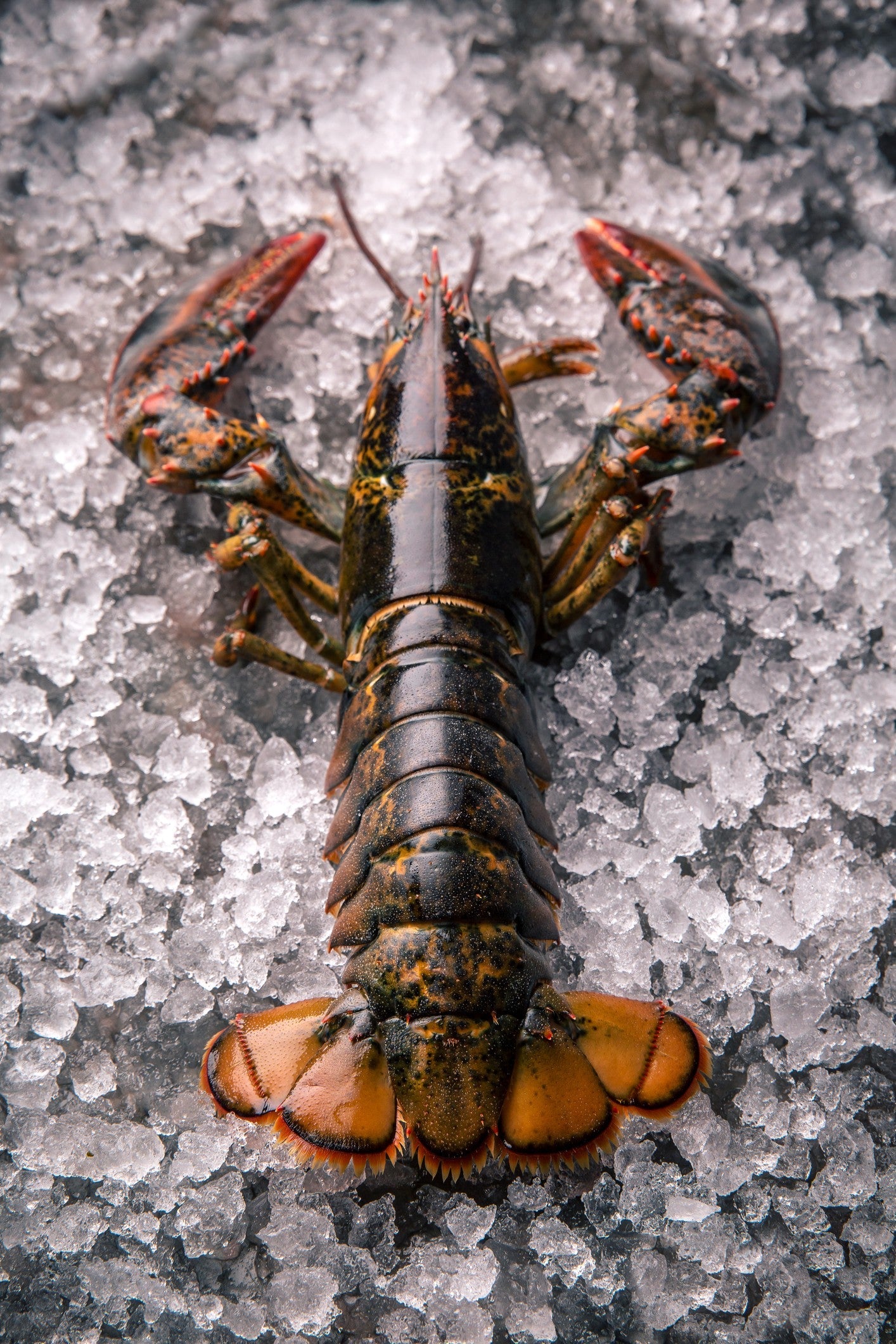 Crab & Lobster