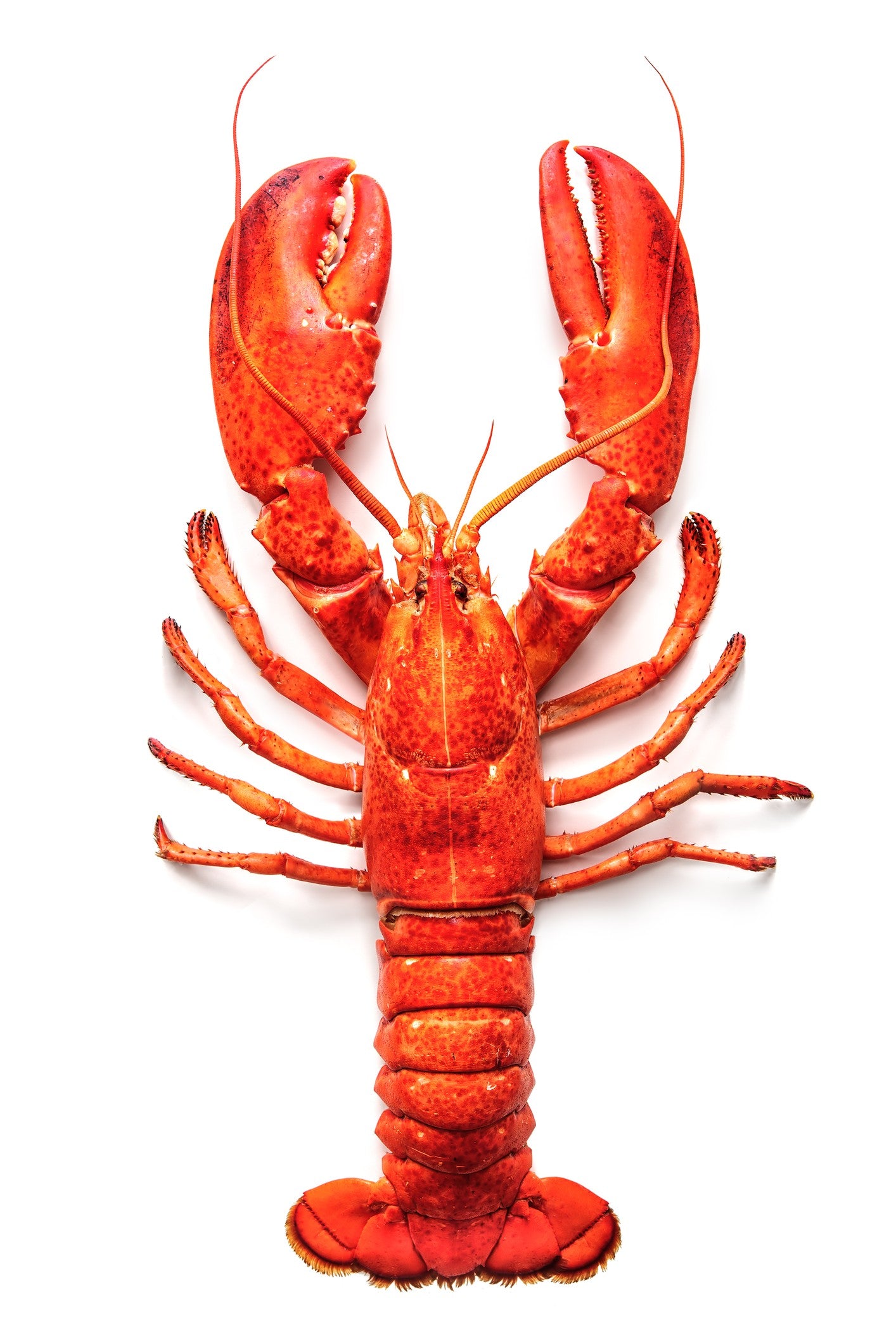 Lobster