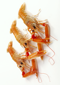 Langoustines