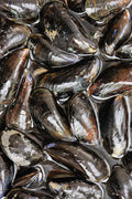 Live Mussles