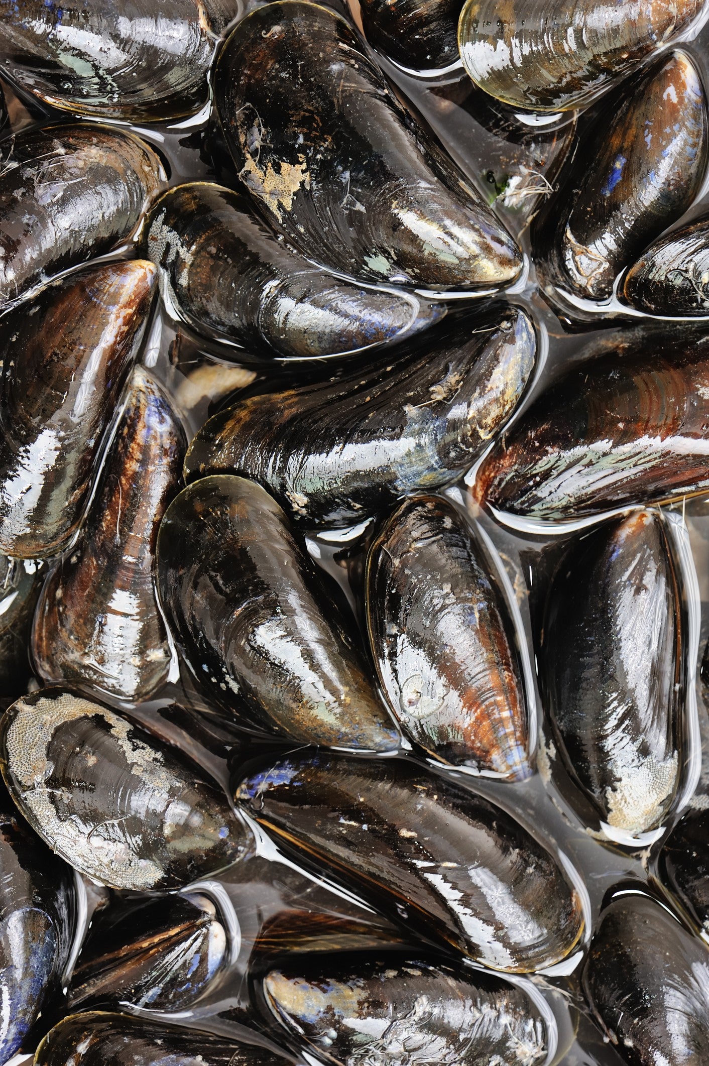 Live Mussles