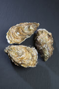 Live Lindisfarne Oysters
