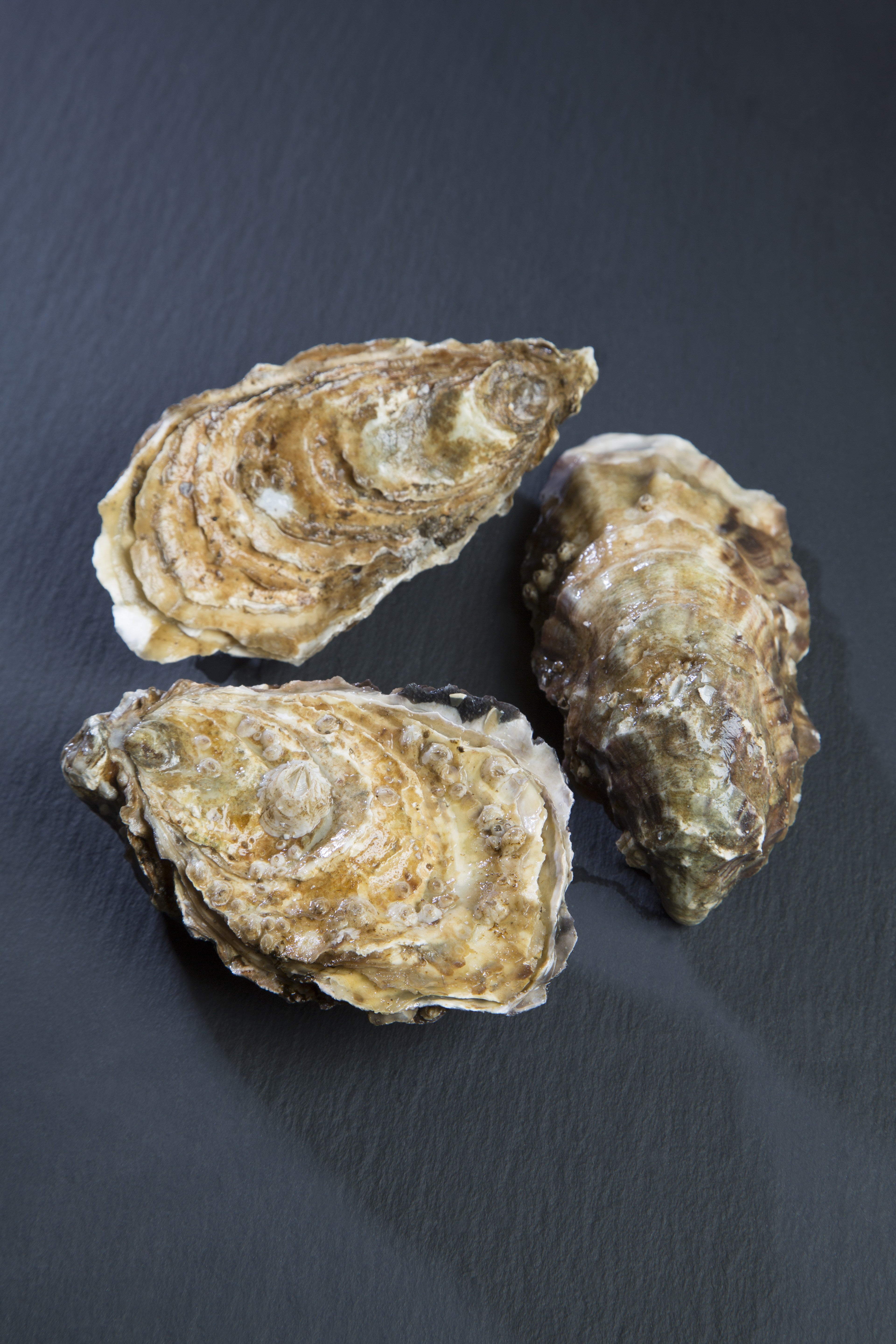 Live Lindisfarne Oysters