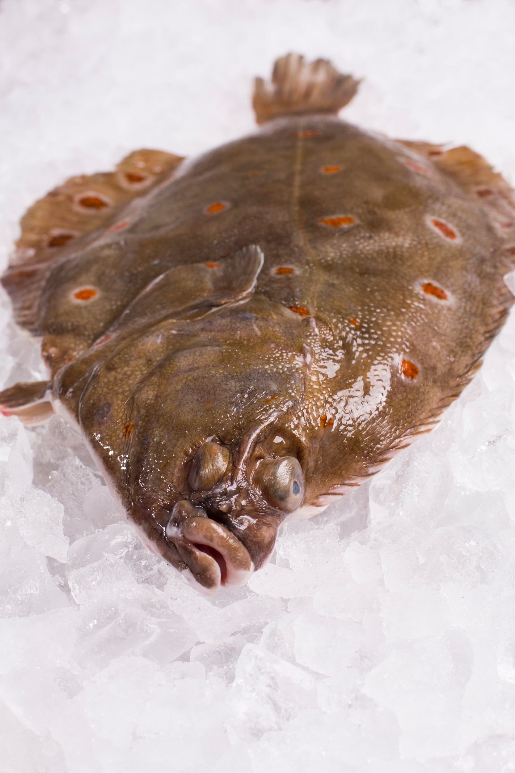 Plaice Fillet