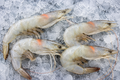 Raw Crevettes