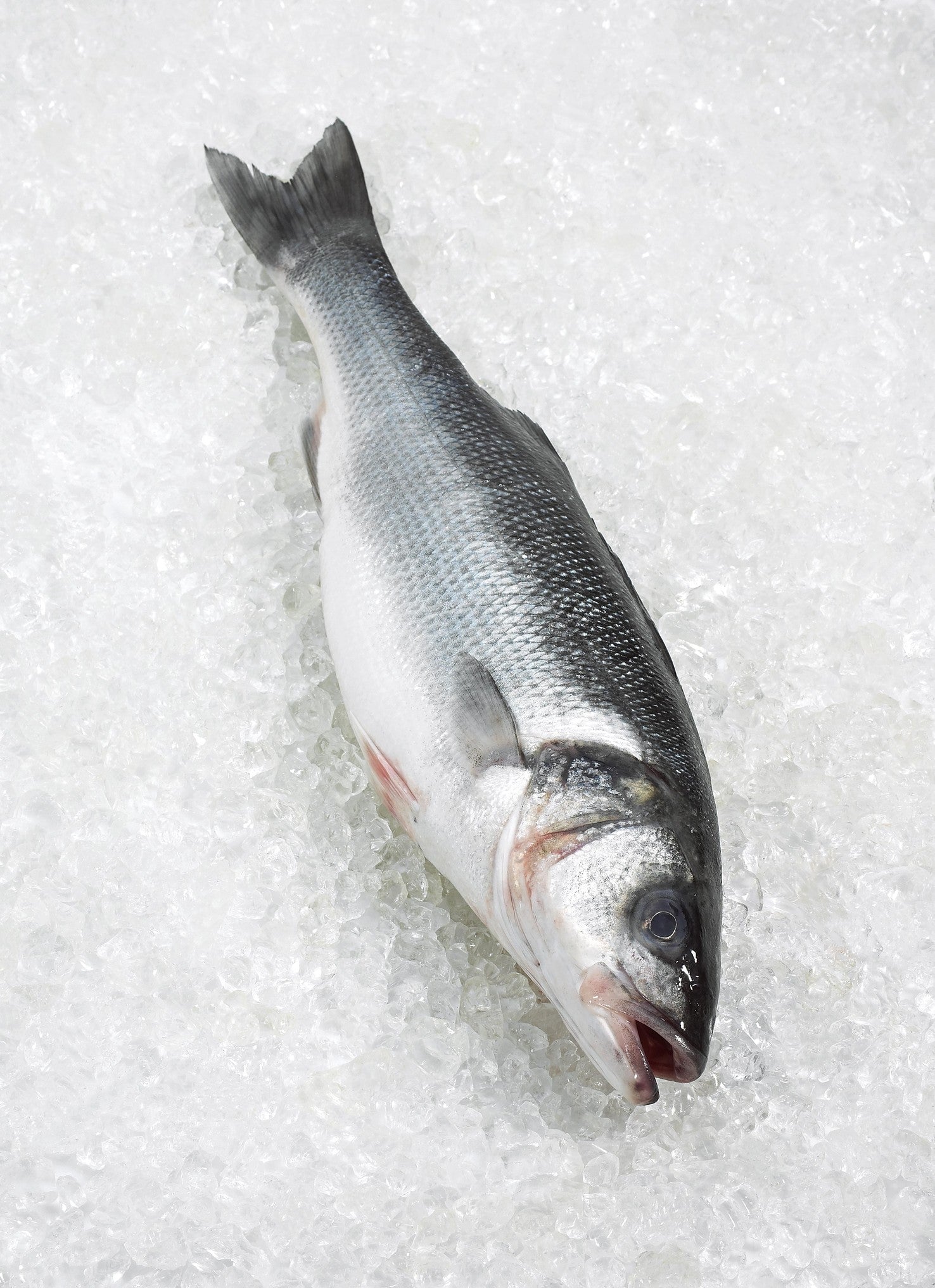 Sea Bass