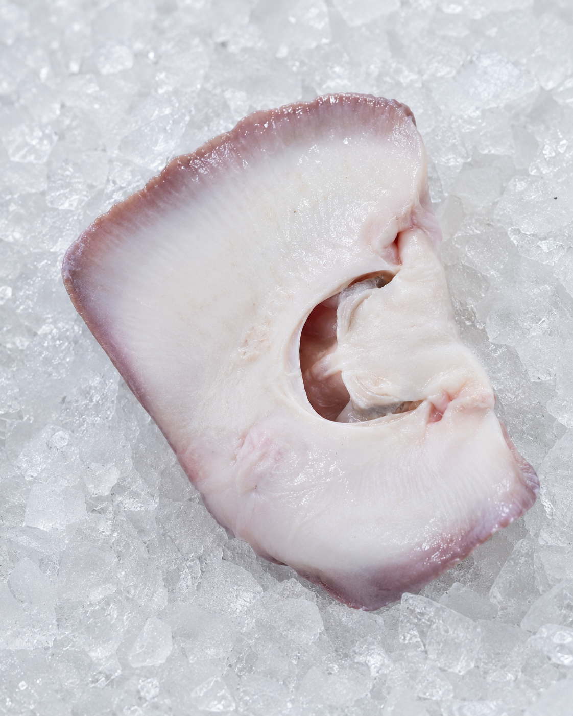 Skate Wings